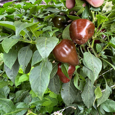 Chocolate Cherry Bomb - Seeds - The Pepper Pantry (Formerly Marie Sharp's)